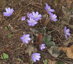 Attēlu rezultāti vaicājumam “Hepatica nobilis fruit”