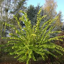 Attēlu rezultāti vaicājumam “Ulmus glabra”