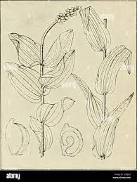 Attēlu rezultāti vaicājumam “Potamogeton perfoliatus fruit”