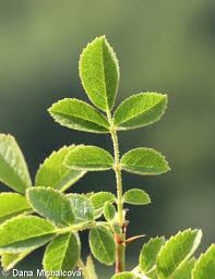 Attēlu rezultāti vaicājumam “Rosa subcanina leaf”