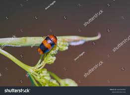 Attēlu rezultāti vaicājumam “Phyllobrotica quadrimaculata”