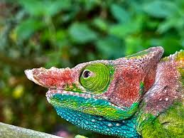 Attēlu rezultāti vaicājumam “Oligonema favogineum sessile”