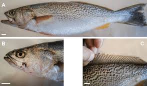 Image result for Cynoscion regalis