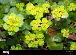Attēlu rezultāti vaicājumam “Chrysosplenium alternifolium leaf”