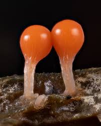 Attēlu rezultāti vaicājumam “Hemitrichia decipiens macro”