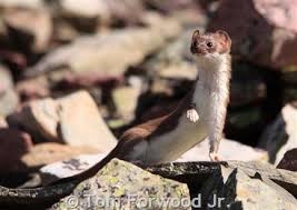 Attēlu rezultāti vaicājumam “Mustela erminea”