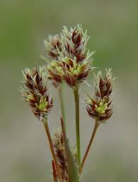 Attēlu rezultāti vaicājumam “Luzula campestris”