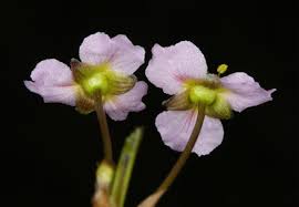 Attēlu rezultāti vaicājumam “Alisma lanceolatum leaf”