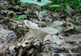 Attēlu rezultāti vaicājumam “Polyporus varius”