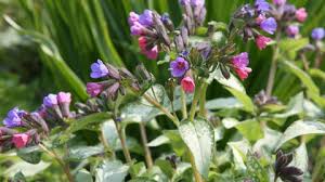 Image result for Lungenkraut