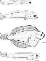 Image result for Myzopsetta ferruginea