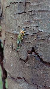 Attēlu rezultāti vaicājumam “Caliroa annulipes larva”