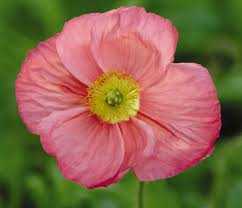Image result for Papaver nudicaule
