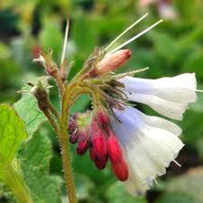 Attēlu rezultāti vaicājumam “Symphytum grandiflorum flower”