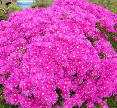 Image result for Chrysanthemum spectabile