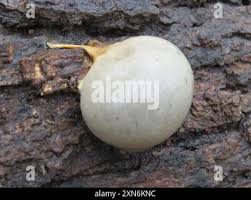 Attēlu rezultāti vaicājumam “Lycogala flavofuscum sessile”