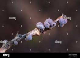 Attēlu rezultāti vaicājumam “Lamproderma nigrescens macro”