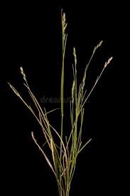 Attēlu rezultāti vaicājumam “Danthonia decumbens fruit”