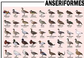 Attēlu rezultāti vaicājumam “Anseriformes”