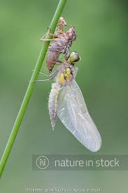 Attēlu rezultāti vaicājumam “Libellula quadrimaculata exuvia”