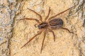 Attēlu rezultāti vaicājumam “Lycosidae”