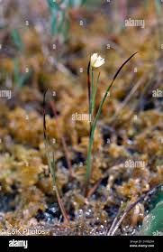 Attēlu rezultāti vaicājumam “Juncus stygius”