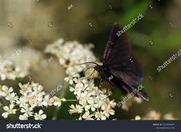 Attēlu rezultāti vaicājumam “Odezia atrata”