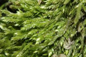 Attēlu rezultāti vaicājumam “Taxiphyllum wissgrillii”