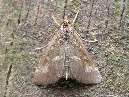 Attēlu rezultāti vaicājumam “Pyrausta purpuralis”