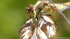 Attēlu rezultāti vaicājumam “Sympetrum sanguineum”