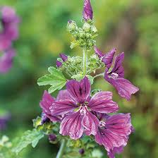 Image result for Malve