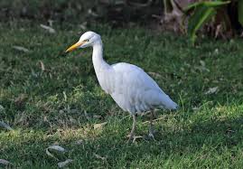 Attēlu rezultāti vaicājumam “Bubulcus ibis”