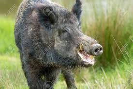 Attēlu rezultāti vaicājumam “Sus scrofa”