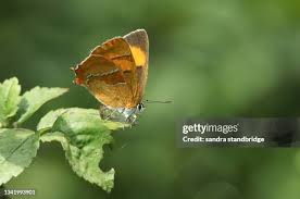 Attēlu rezultāti vaicājumam “Thecla betulae”