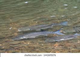 Image result for Liza ramada