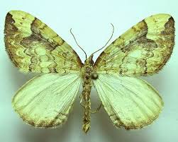 Attēlu rezultāti vaicājumam “Eulithis populata”