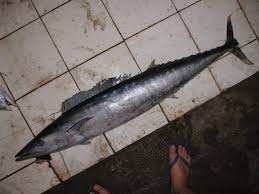 Image result for Acanthocybium solandri