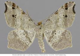 Attēlu rezultāti vaicājumam “Macaria alternata”