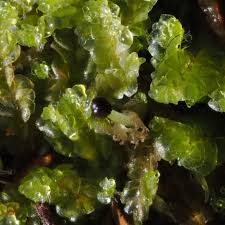 Attēlu rezultāti vaicājumam “Chiloscyphus”