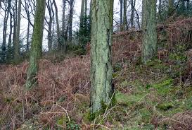 Attēlu rezultāti vaicājumam “Lepraria incana”