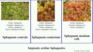 Attēlu rezultāti vaicājumam “Sphagnum contortum”