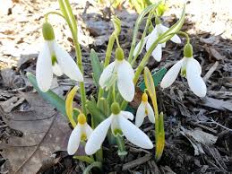 Attēlu rezultāti vaicājumam “Galanthus nivalis fruit”