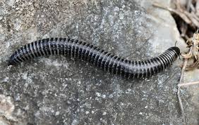 Attēlu rezultāti vaicājumam “Ommatoiulus sabulosus”