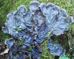 Attēlu rezultāti vaicājumam “Peltigera”