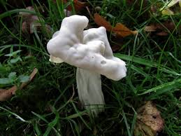 Attēlu rezultāti vaicājumam “Helvella crispa”