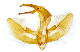 Attēlu rezultāti vaicājumam “Agriphila selasella”