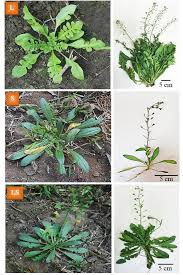 Attēlu rezultāti vaicājumam “Capsella bursa-pastoris leaf”