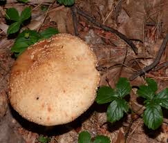 Attēlu rezultāti vaicājumam “Amanita rubescens”