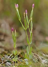 Attēlu rezultāti vaicājumam “Centaurium erythraea bud”