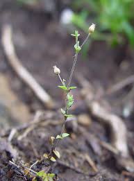 Attēlu rezultāti vaicājumam “Arenaria serpyllifolia flower”